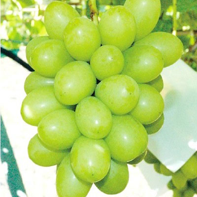 ブドウ：ジュエルマスカット接木苗4～5号ポット