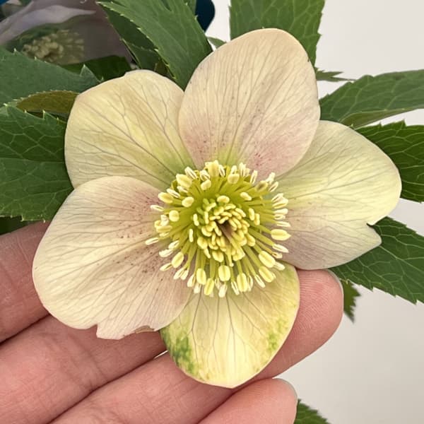 クリスマスローズ：ベーシックシングル26-01／1.5Lポット【現品販売】