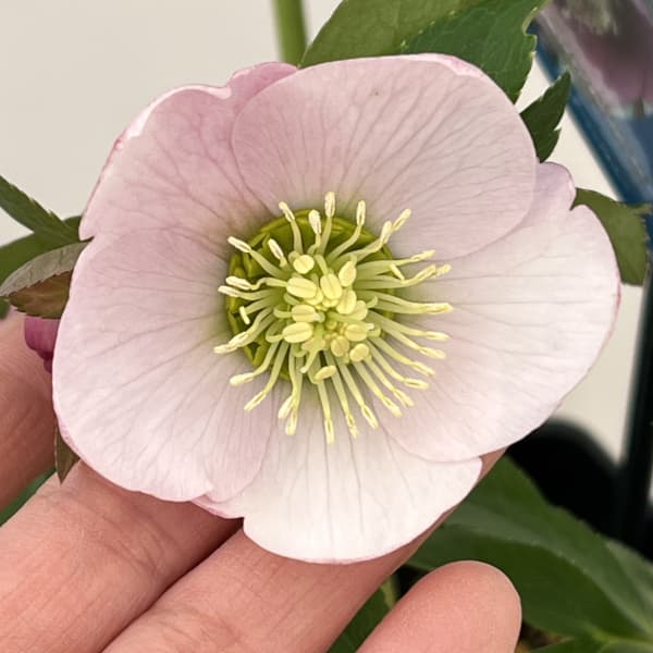 クリスマスローズ：ベーシックシングル26-02／1.5Lポット【現品販売】