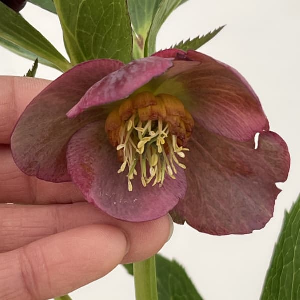 クリスマスローズ：ベーシックシングル26-04／1.5Lポット【現品販売】