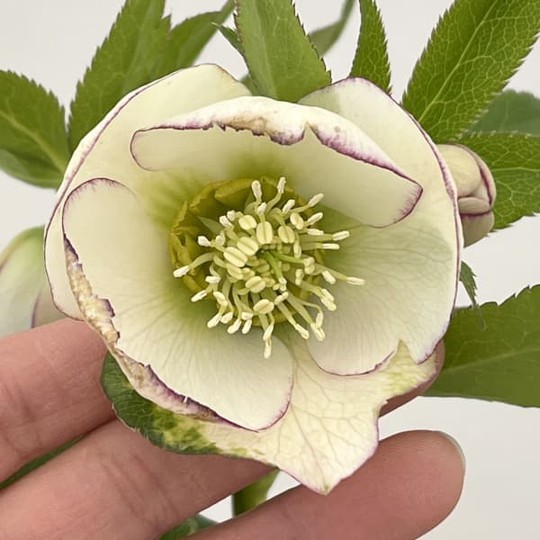 クリスマスローズ：ベーシックシングル26-07／1.5Lポット【現品販売】