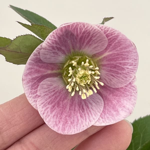 クリスマスローズ：ベーシックシングル26-08／1.5Lポット【現品販売】