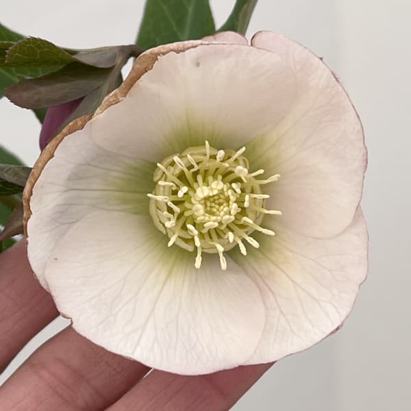 クリスマスローズ：ベーシックシングル26-09／1.5Lポット【現品販売】