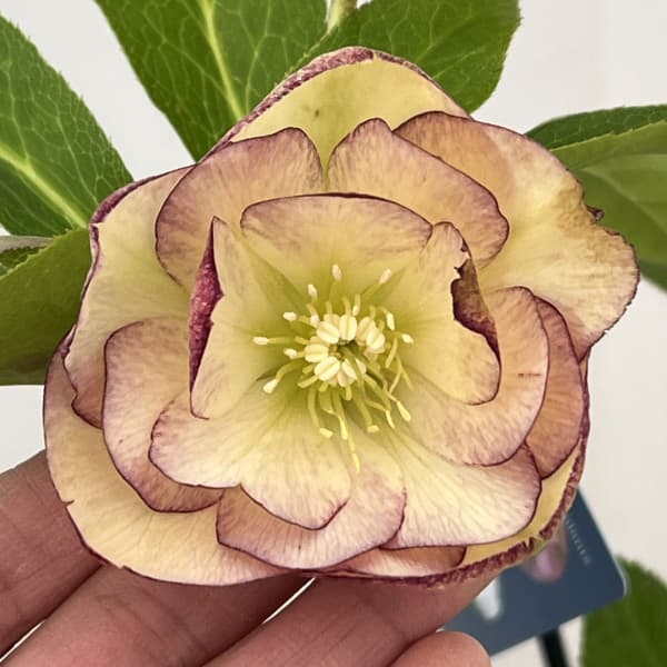 クリスマスローズ：ベーシックダブル26-01／1.5Lポット【現品販売】