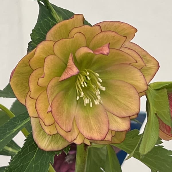 クリスマスローズ：ベーシックダブル26-02／1.5Lポット【現品販売】