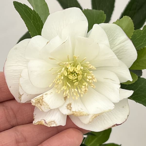 クリスマスローズ：ベーシックダブル26-03／1.5Lポット【現品販売】