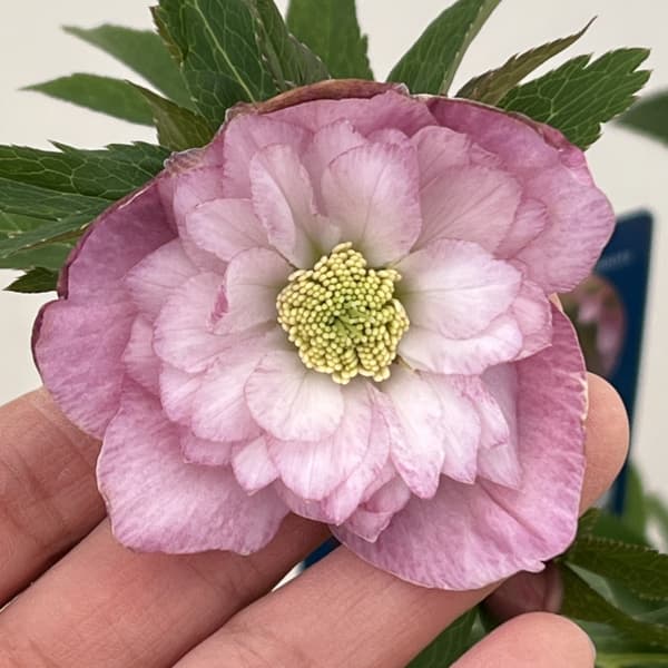 クリスマスローズ：ベーシックダブル26-05／1.5Lポット【現品販売】