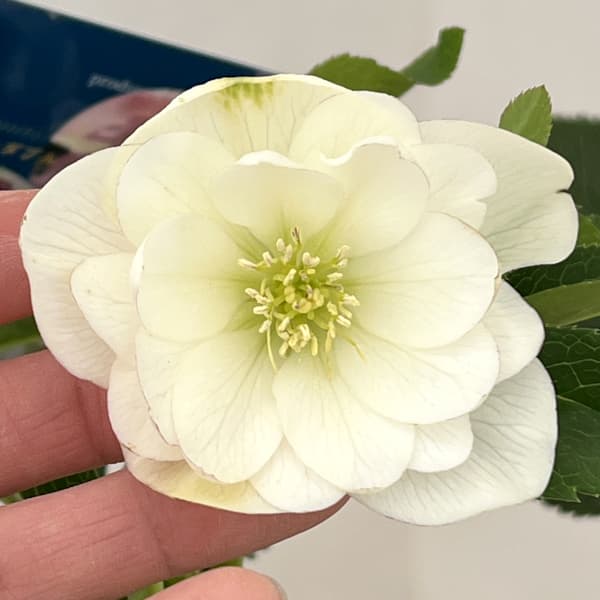 クリスマスローズ：ベーシックダブル26-07／1.5Lポット【現品販売】