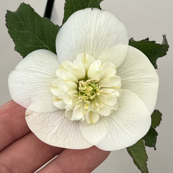 クリスマスローズ：ベーシックダブル26-10セミダブル／1.5Lポット【現品販売】