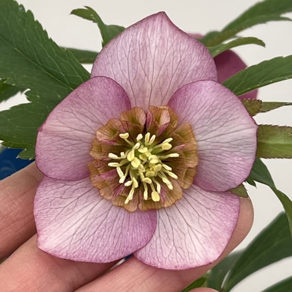 クリスマスローズ：ベーシックダブル26-11セミダブル／1.5Lポット【現品販売】