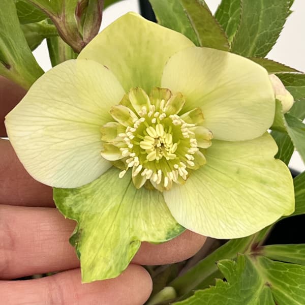 クリスマスローズ：ベーシックダブル26-12セミダブル／1.5Lポット【現品販売】