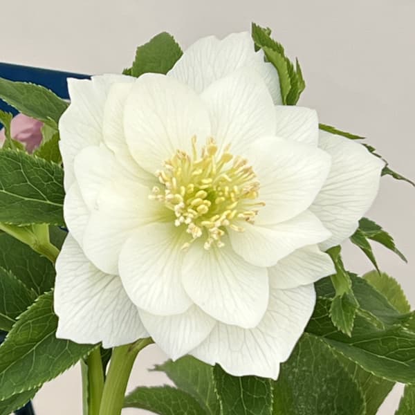 クリスマスローズ：ベーシックダブル26-13／1.5Lポット【現品販売】