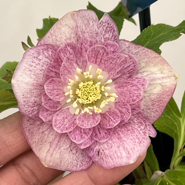 クリスマスローズ：ベーシックダブル26-15／1.5Lポット【現品販売】