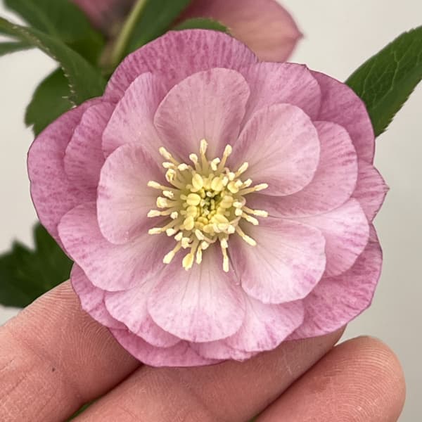 クリスマスローズ：ベーシックダブル26-16／1.5Lポット【現品販売】