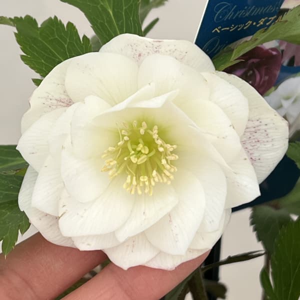 クリスマスローズ：ベーシックダブル26-18／1.5Lポット【現品販売】