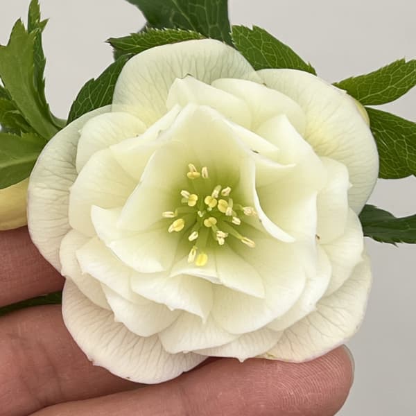 クリスマスローズ：ベーシックダブル26-19／1.5Lポット【現品販売】