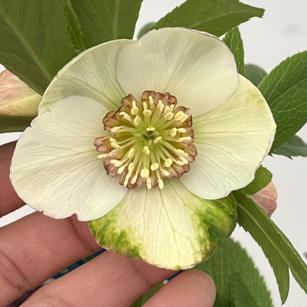 クリスマスローズ：ベーシックダブル26-22セミダブル／1.5Lポット【現品販売】