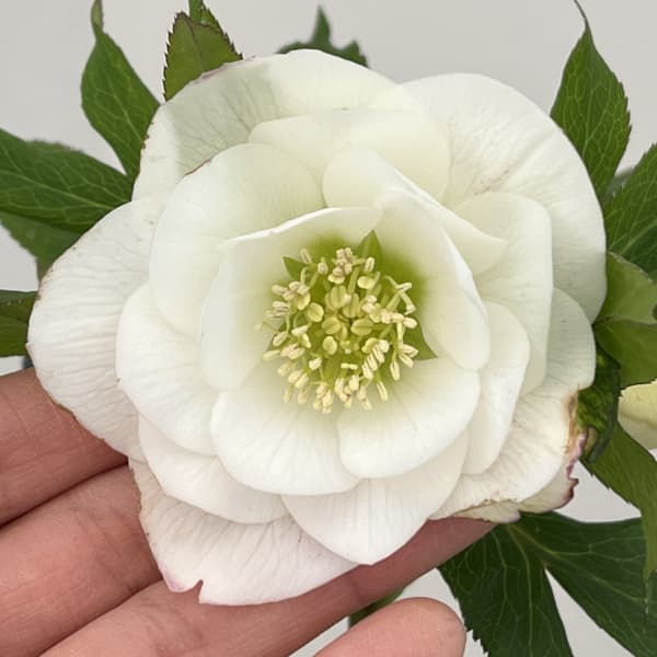 クリスマスローズ：ベーシックダブル26-24／1.5Lポット【現品販売】