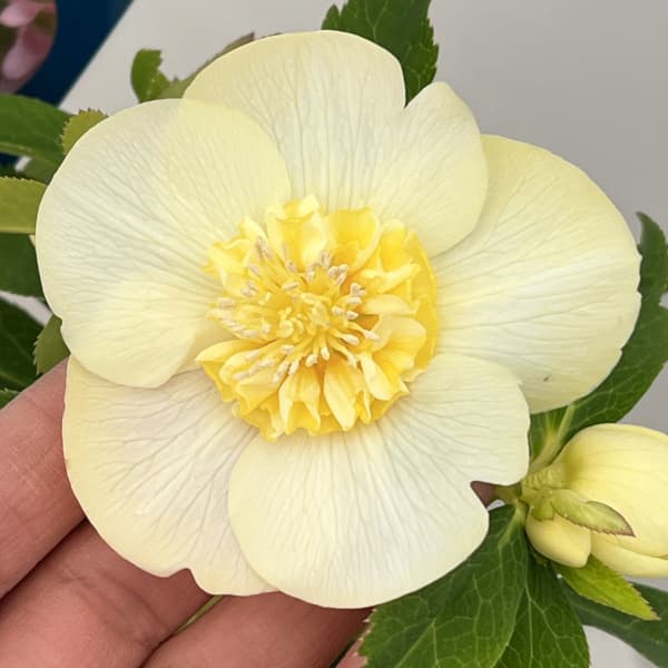 クリスマスローズ：ベーシックダブル26-26セミダブル／1.5Lポット【現品販売】