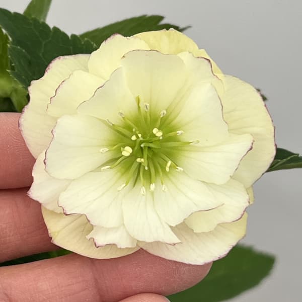 クリスマスローズ：ベーシックダブル26-29／1.5Lポット【現品販売】