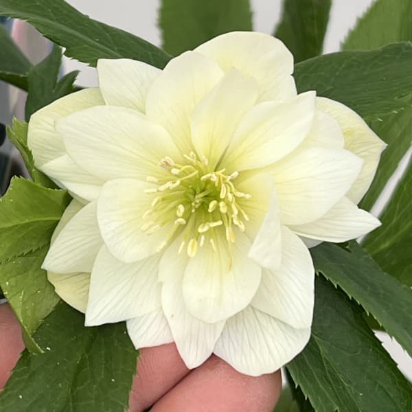 クリスマスローズ：ベーシックダブル26-31／1.5Lポット【現品販売】