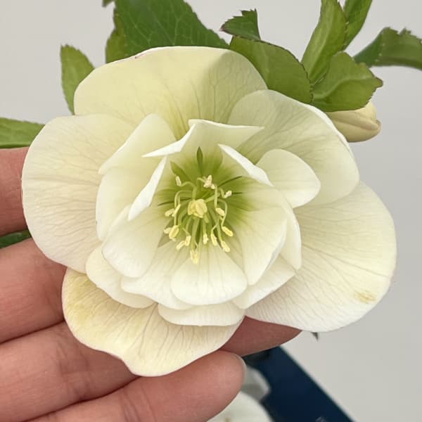 クリスマスローズ：ベーシックダブル26-32／1.5Lポット【現品販売】