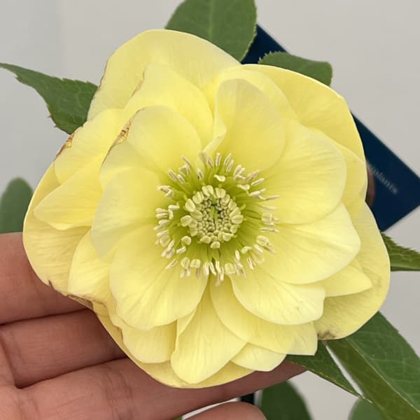 クリスマスローズ：ベーシックダブル26-35／1.5Lポット【現品販売】