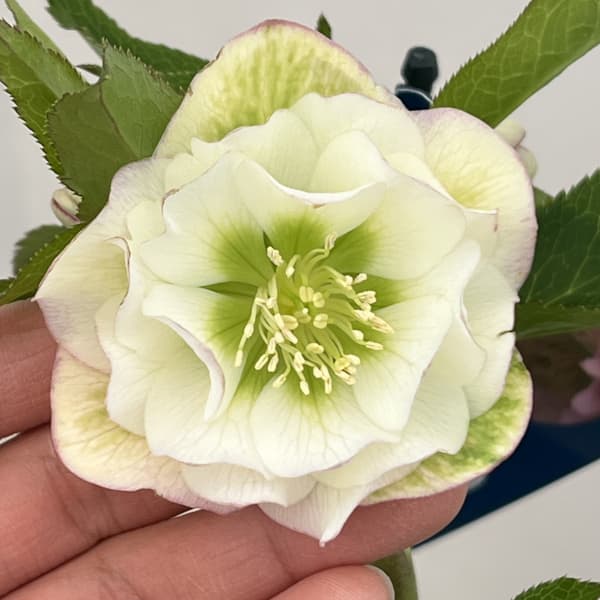 クリスマスローズ：ベーシックダブル26-36／1.5Lポット【現品販売】