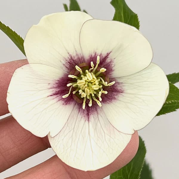 クリスマスローズ：セレクトシングル26-01／1.5Lポット【現品販売】