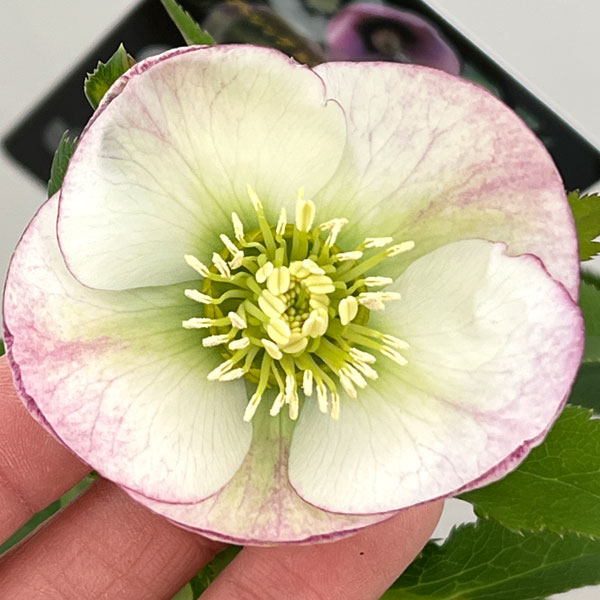 クリスマスローズ：セレクトシングル26-04／1.5Lポット【現品販売】