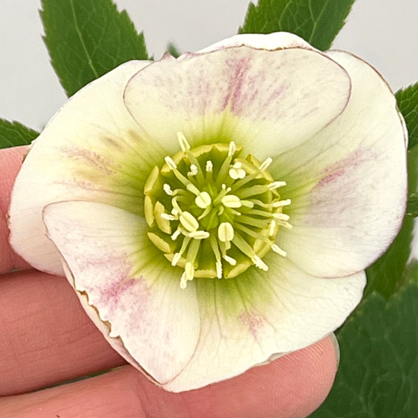 クリスマスローズ：セレクトシングル26-05／1.5Lポット【現品販売】