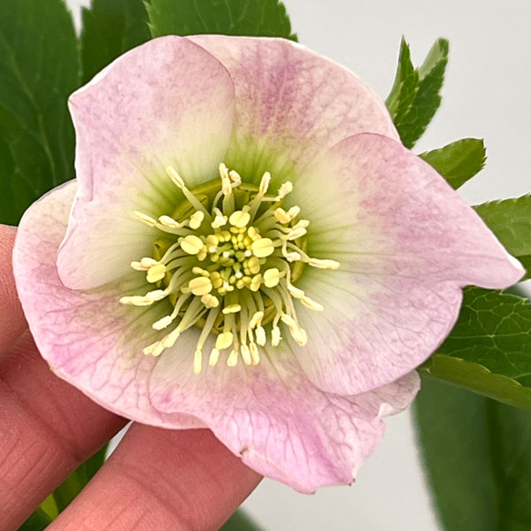 クリスマスローズ：セレクトシングル26-06／1.5Lポット【現品販売】