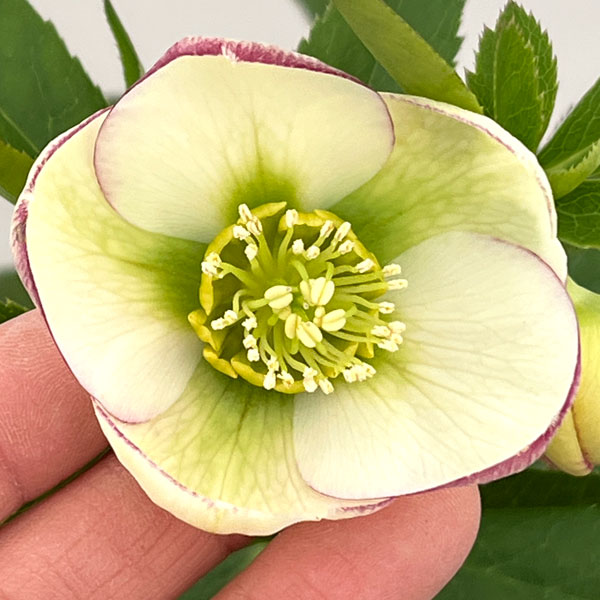 クリスマスローズ：セレクトシングル26-07／1.5Lポット【現品販売】