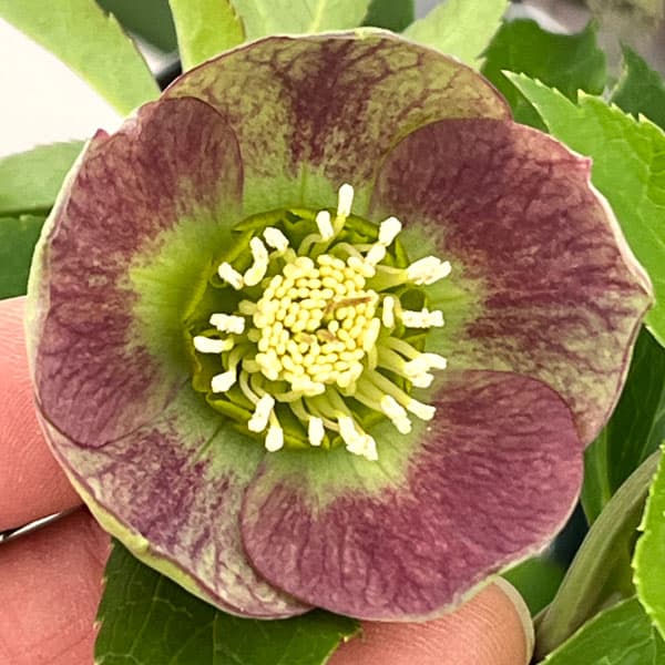 クリスマスローズ：セレクトシングル26-08／1.5Lポット【現品販売】