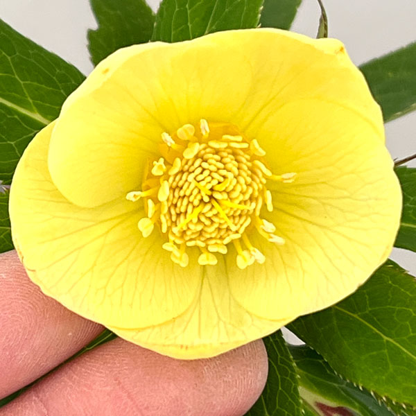 クリスマスローズ：セレクトシングル26-09／1.5Lポット【現品販売】