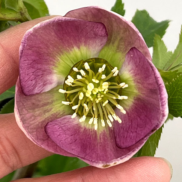 クリスマスローズ：セレクトシングル26-10／1.5Lポット【現品販売】