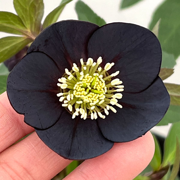 クリスマスローズ：セレクトシングル26-12／1.5Lポット【現品販売】