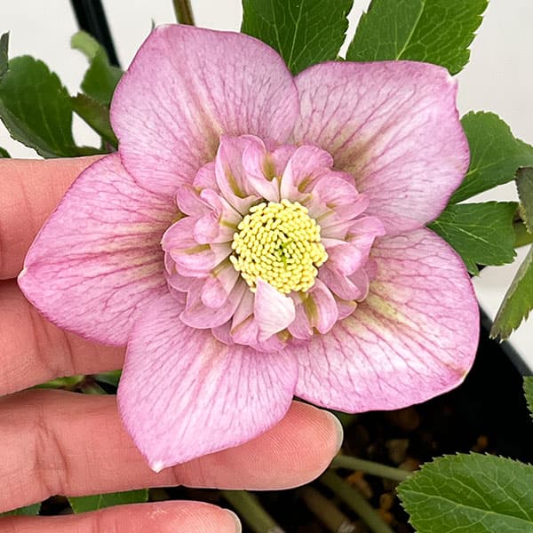 クリスマスローズ：セレクトセミダブル26-01／1.5Lポット【現品販売】