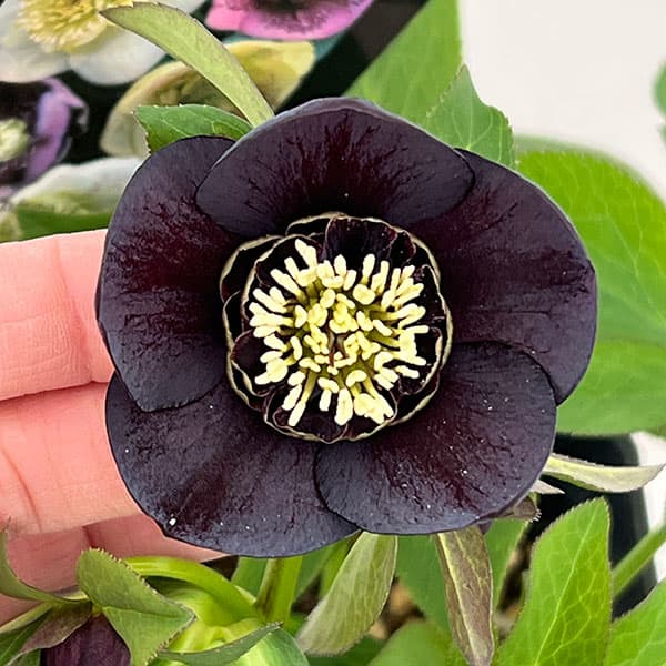 クリスマスローズ：セレクトセミダブル26-02／1.5Lポット【現品販売】