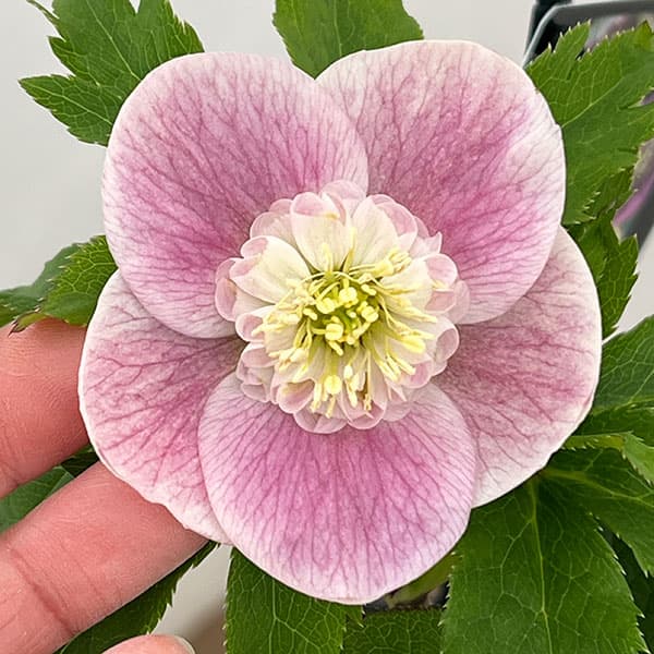 クリスマスローズ：セレクトセミダブル26-03／1.5Lポット【現品販売】