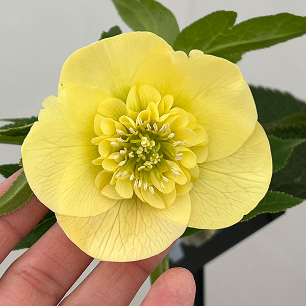 クリスマスローズ：セレクトセミダブル26-04／1.5Lポット【現品販売】