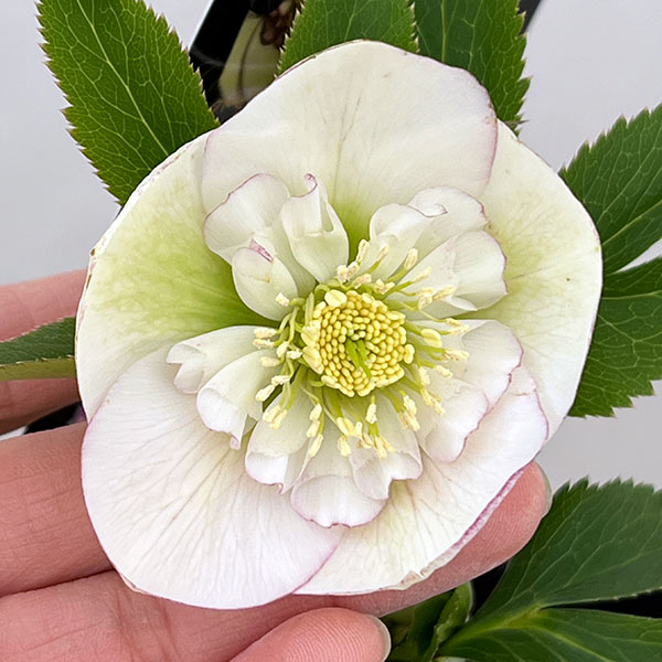 クリスマスローズ：セレクトセミダブル26-05／1.5Lポット【現品販売】