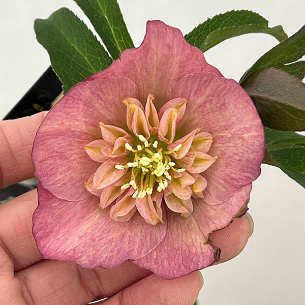 クリスマスローズ：セレクトセミダブル26-08／1.5Lポット【現品販売】