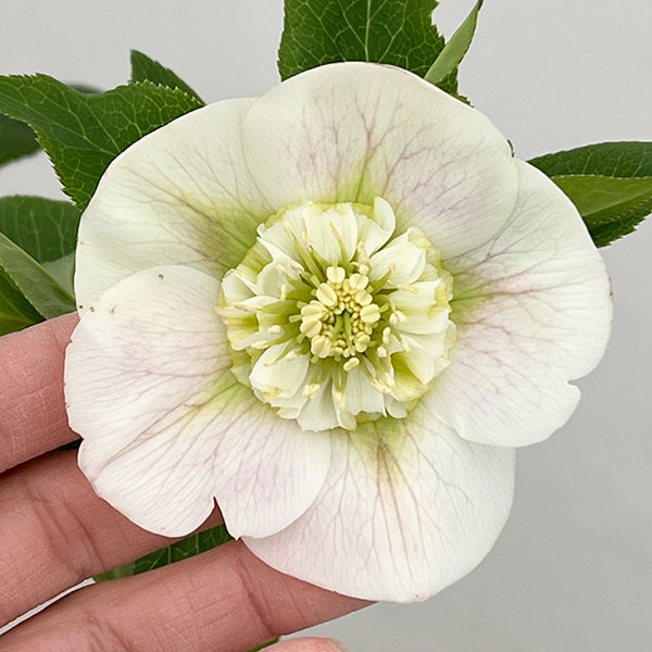 クリスマスローズ：セレクトセミダブル26-09／1.5Lポット【現品販売】