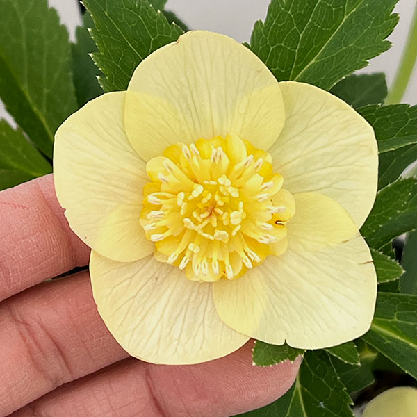 クリスマスローズ：セレクトセミダブル26-10／1.5Lポット【現品販売】