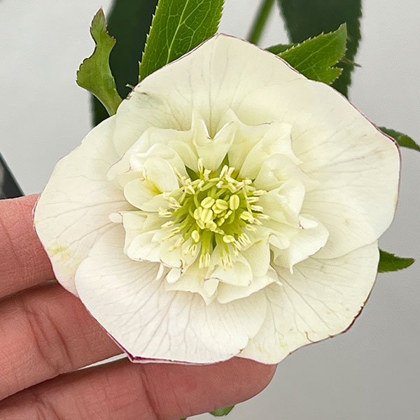 クリスマスローズ：セレクトセミダブル26-11／1.5Lポット【現品販売】