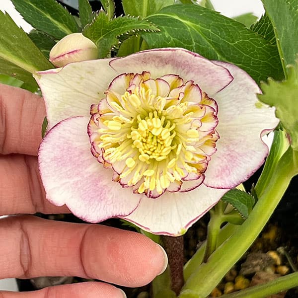 クリスマスローズ：セレクトセミダブル26-12／1.5Lポット【現品販売】