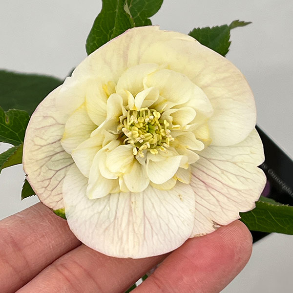 クリスマスローズ：セレクトセミダブル26-15／1.5Lポット【現品販売】