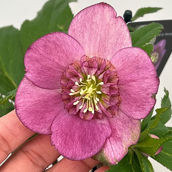 クリスマスローズ：セレクトセミダブル26-16／1.5Lポット【現品販売】