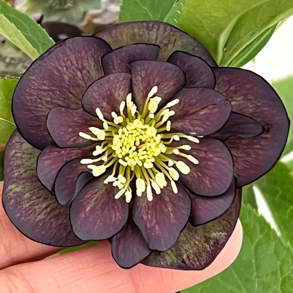 クリスマスローズ：セレクトダブル26-03／1.5Lポット【現品販売】